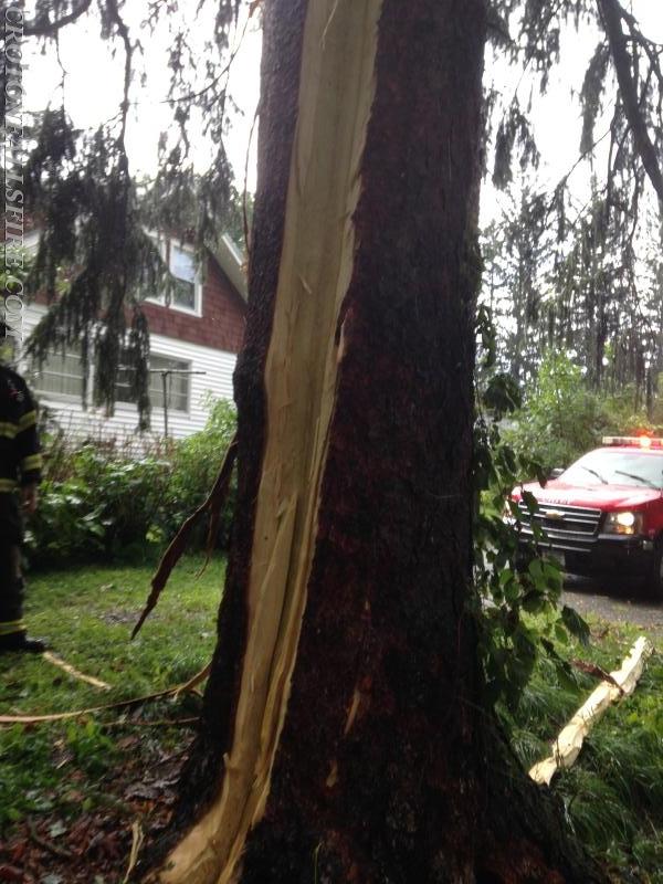 Lightning strike of a tree during a summer storm, 08/06/14