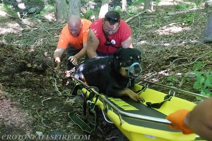 Rescue of a canine that could not climb a ravine on Hawley Road