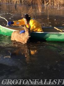 Rescue of a deer that went through the ice on Peach Lake, 01/05/16